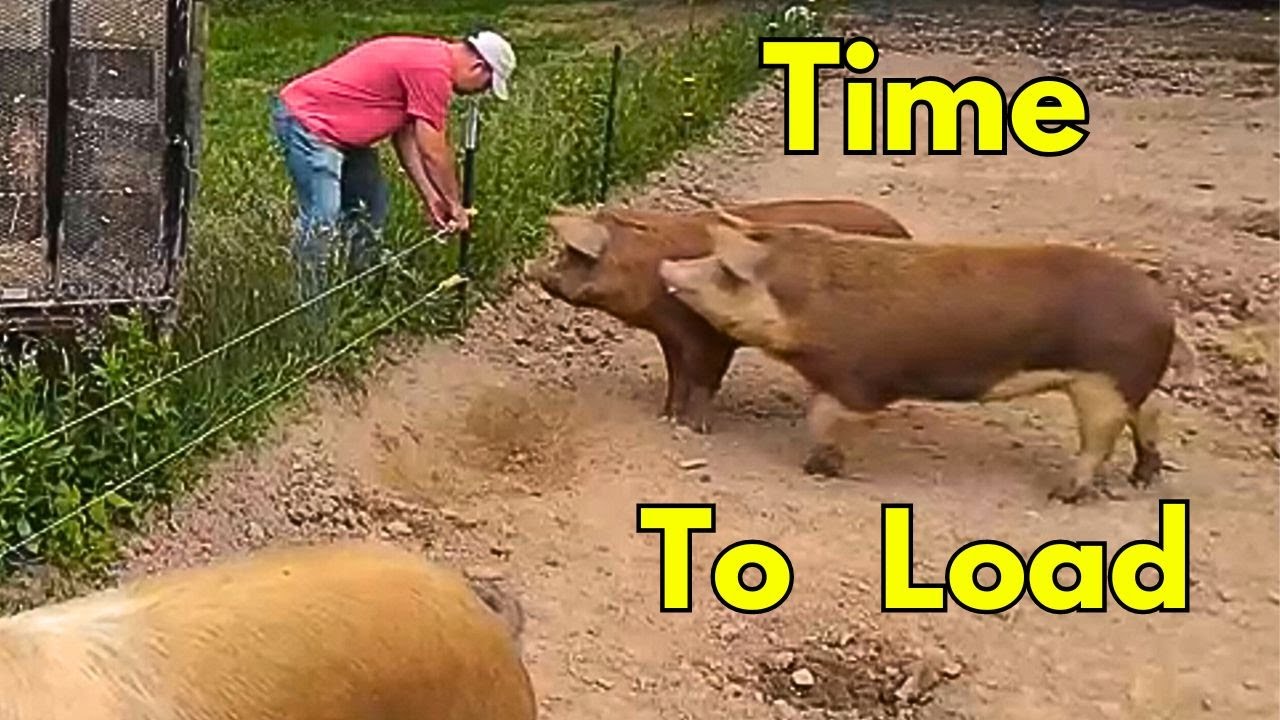 How We Loaded Our Pigs In RECORD TIME!