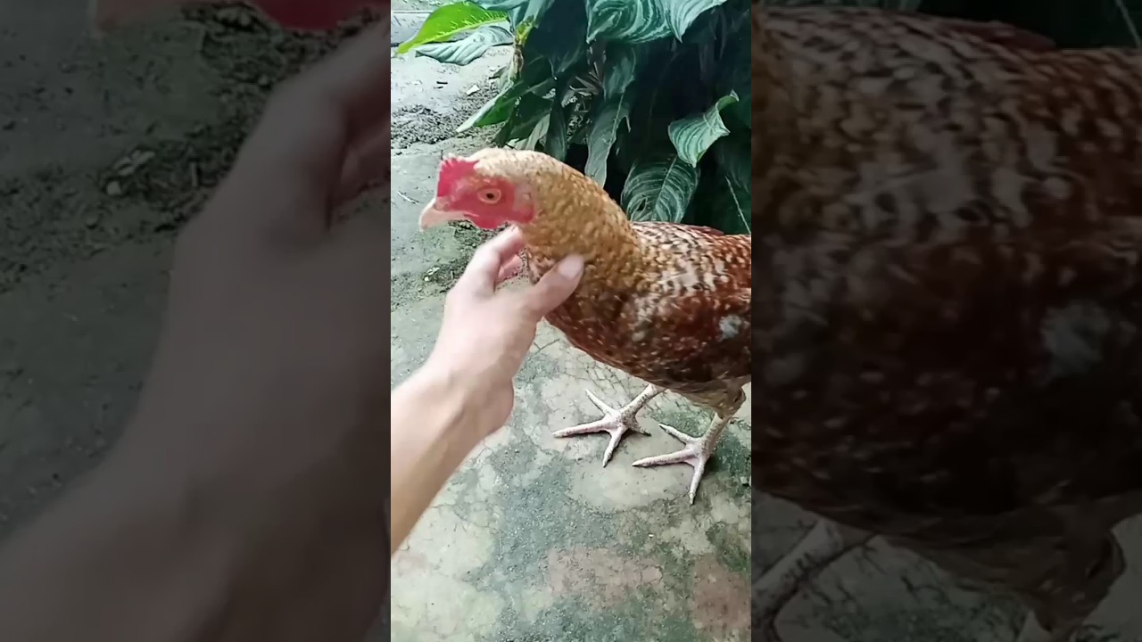 My Pet is Chicken 