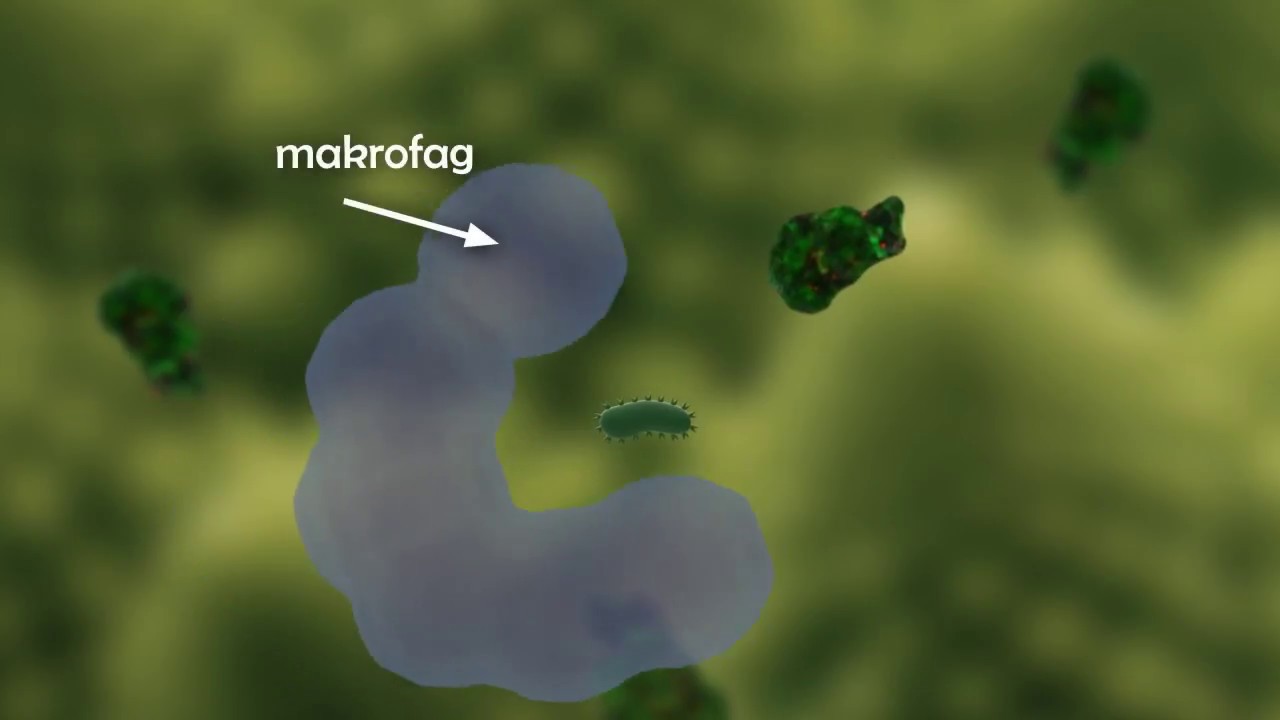 Immunforsvaret V3