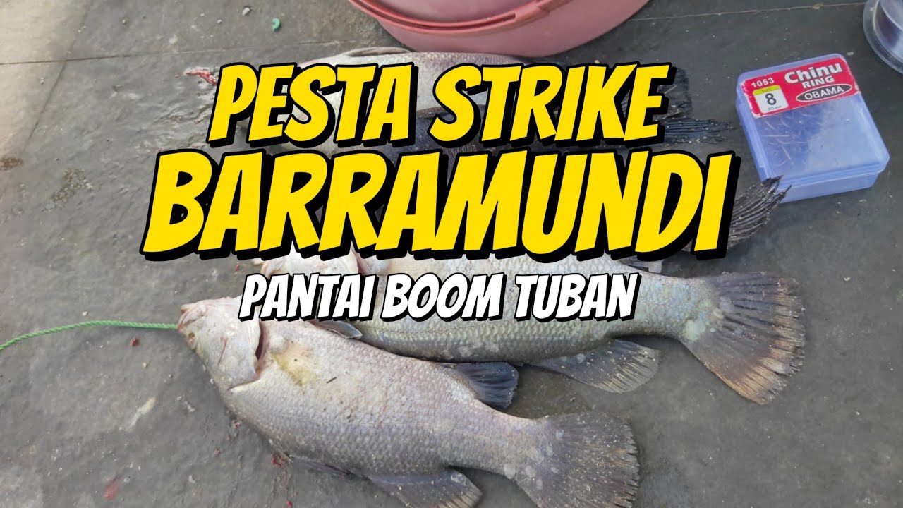 UMPAN DI MASUKAN LANGSUNG PLUNG NYUT, TARIKAN IKAN BARRAMUNDI PANTAI BOOM