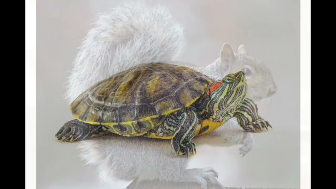 top 5 invasive animals in Ireland