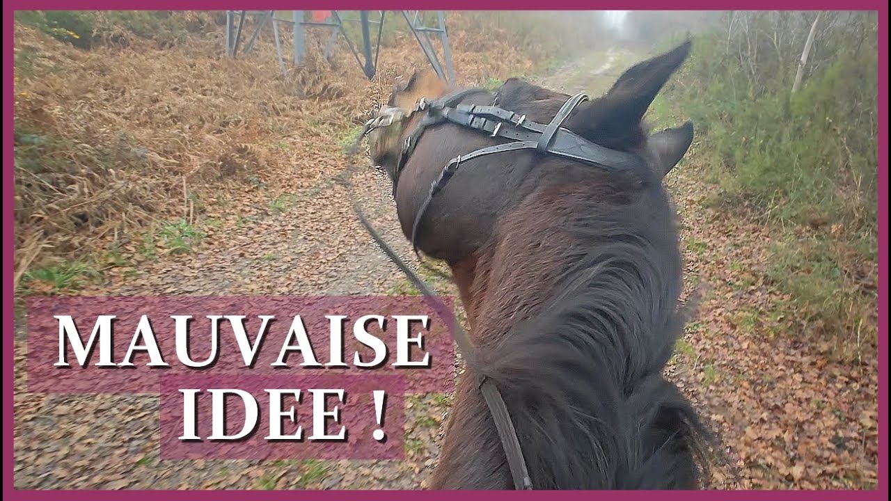 AU MILIEU D'UNE BATTUE... DES CHASSEURS PARTOUT - La balade la plus courte de l'histoire !