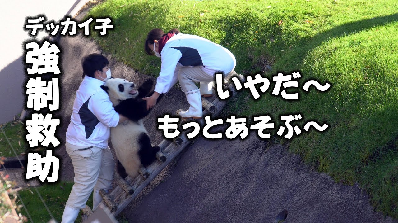 強制収容 暴れる子パンダ楓浜！、爆笑救出劇、楓浜のワイワイモート遊びが笑わせてくれる