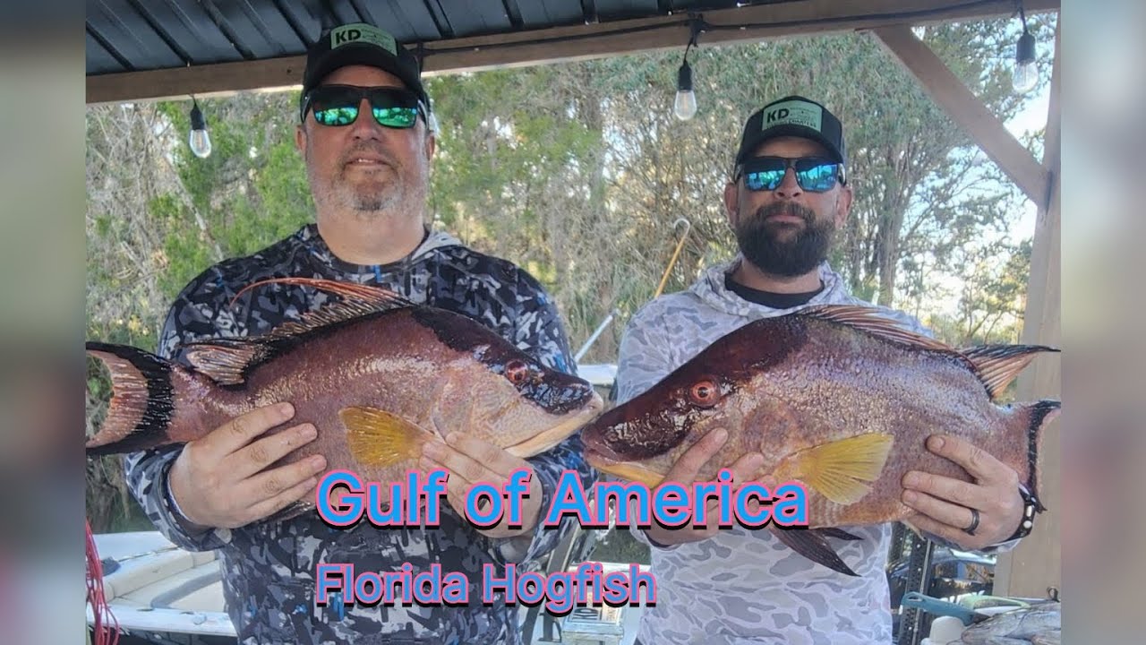 Catchin Hogfish in the Gulf of America (Yankeetown Florida) 