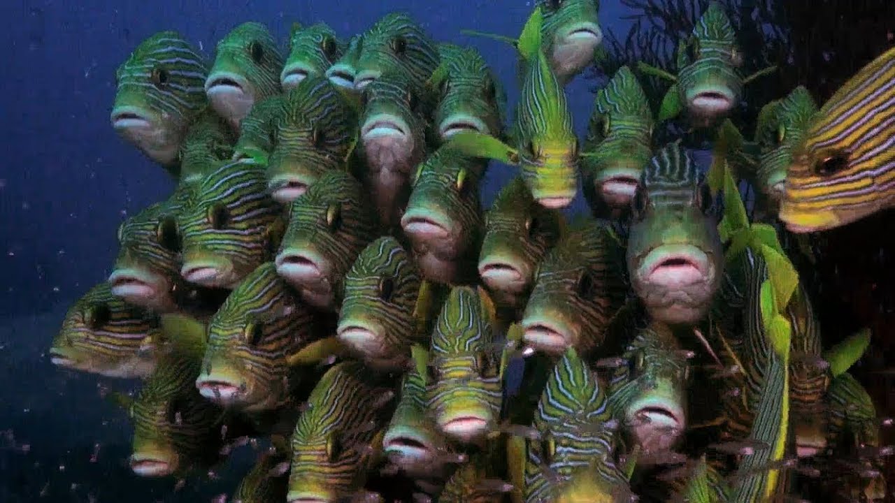 Diving Raja Ampat, Papua 2015