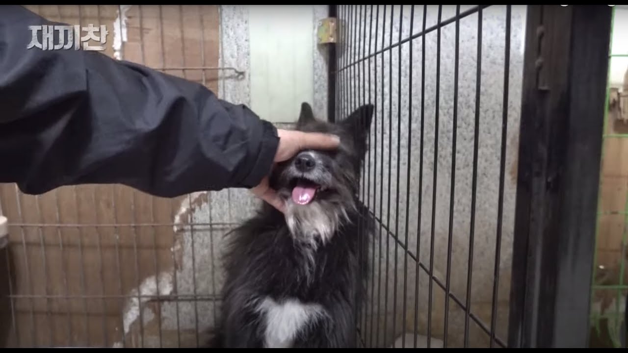 사람을 무서워하던 강아지.. 처음 본 한 남자에게만 손길을 허락한 이유 | The reason why the dog allowed only one man to touch him.
