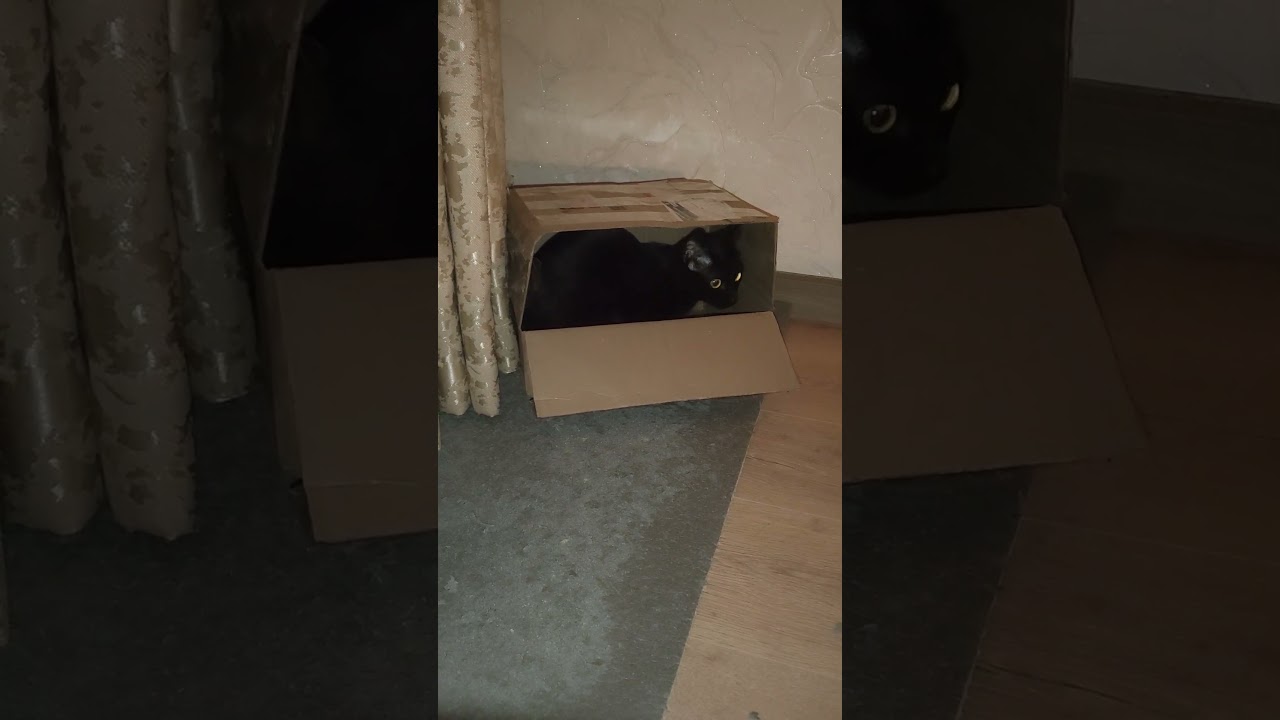 Потому что могу себе позволить ) #оле7 #ластёна #catbehavior #cat #котофейка #кот