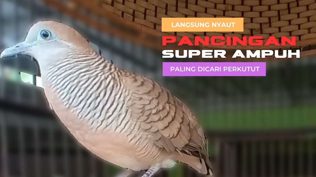 Perkutut Lokal Gacor Suara Paling DiSUKAI - Pancingan Semua Burung Perkutut Agar Cepat Bunyi - L65
