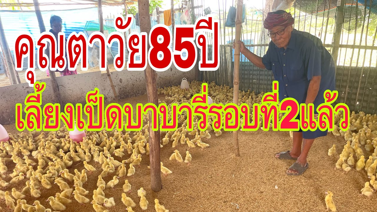 คุณตาอายุ85ปีแล้วเลี้ยงเป็ดบาบารี่รอบที่2ได้กำไรขาดทุนไปดูกัน