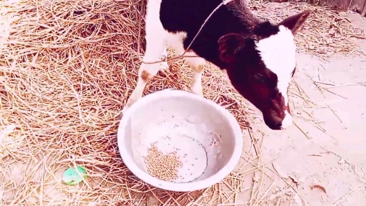 বাছুর গরুর যত্ন | নিলে দ্রুত বড়ো করা যায় | how to take care of a calf | cow calf care