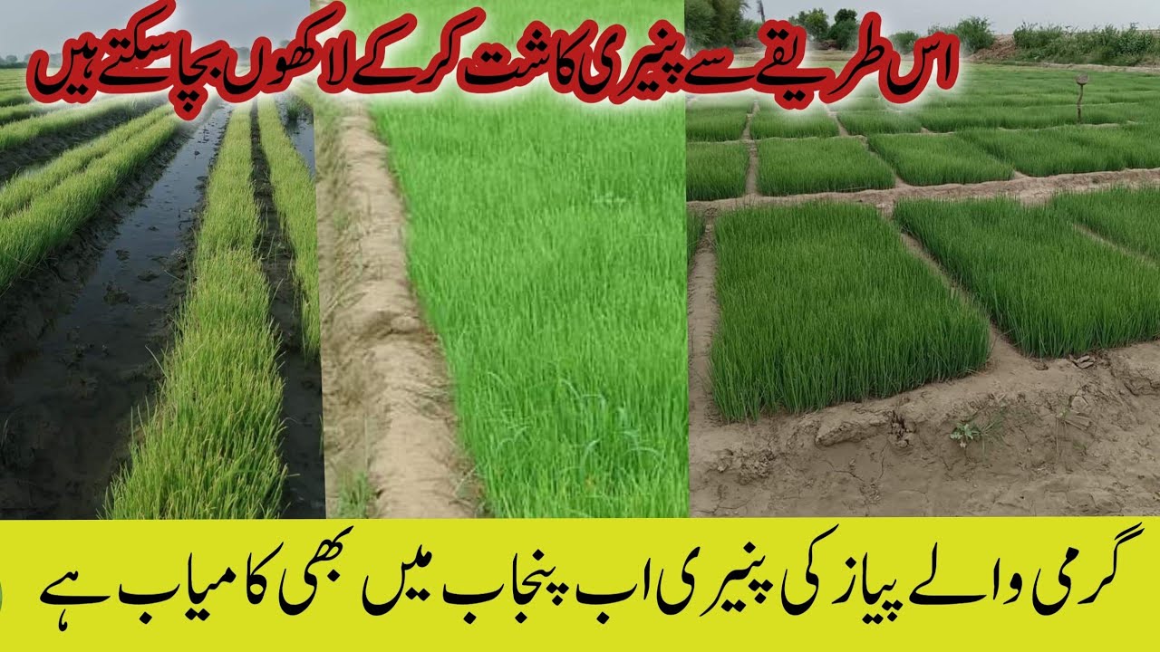 How to grow nasar pur onion( پیاز) nursery in punjab| نثر پوری پیاز کی نرسری پنجاب میں بھی کامیاب ہے
