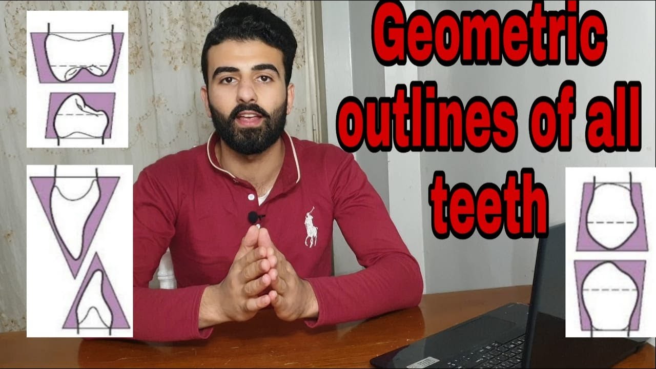 Geometric outlines of all teeth