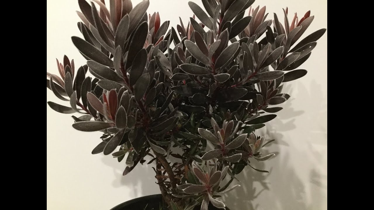 Gothic Gardening: Leucadendron Ebony Evergreen Shrub for Privacy/Screening