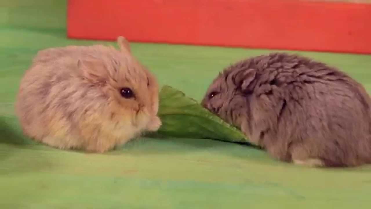 Cute Hamsters: Lettuce Tug 'O' War