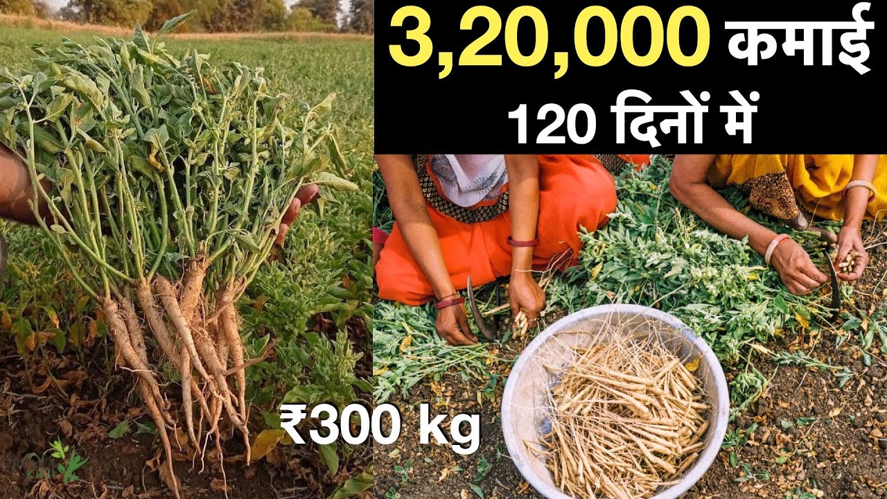 Ashwagandha Farming Madhya Pradesh India