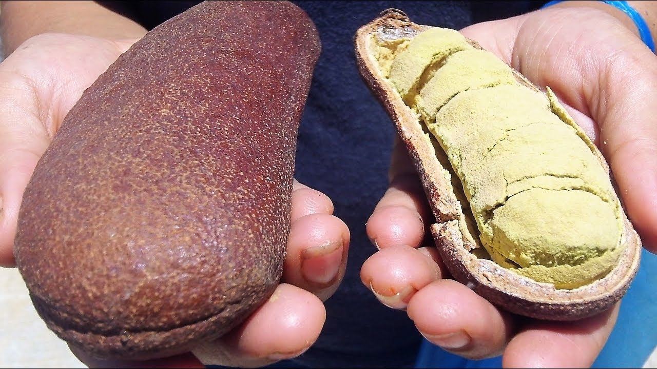 Cuapinol, Cuapile, Cuapinoli, Guapinoli, Guapinol, Hymenaea courbaril