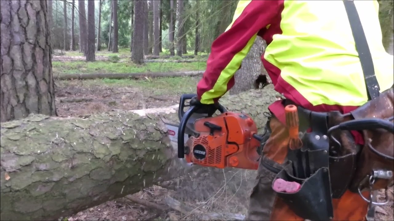 Forest job / Těžba suchých borovic - Echo 621 SX #220