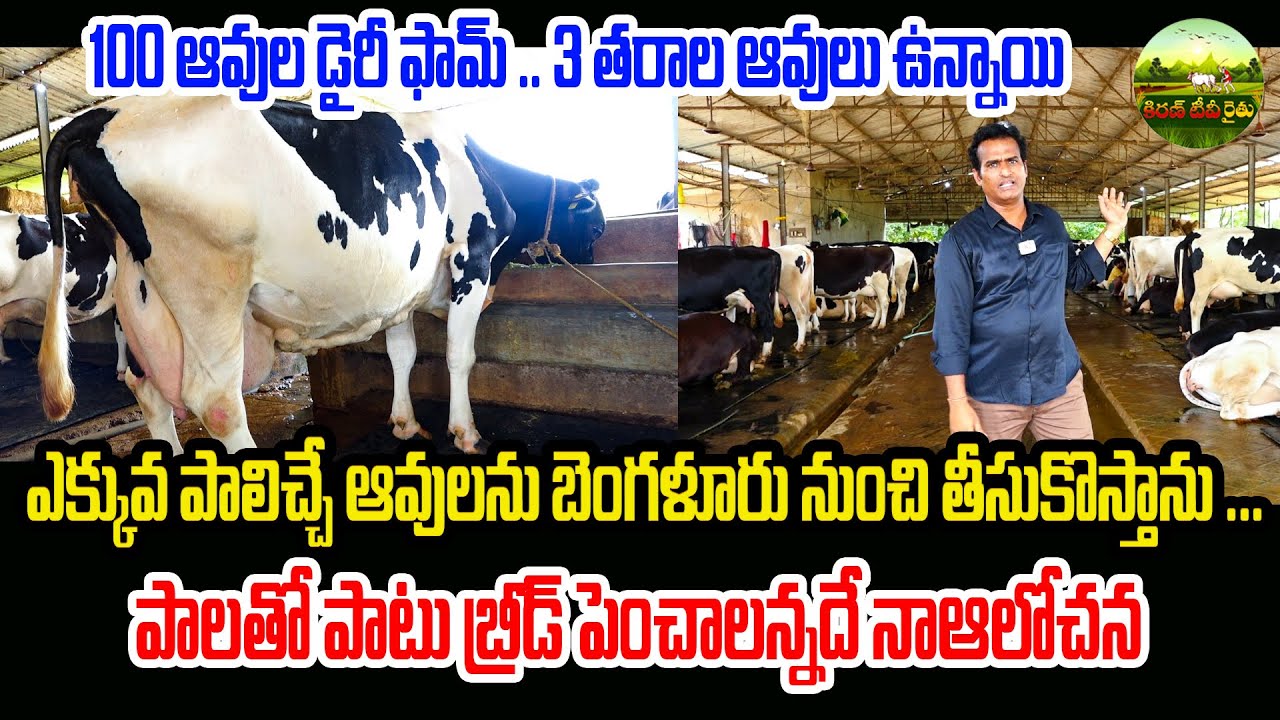 రోజుకి 400 లీటర్లు ఒకేలా పాలు పోస్తాను | Cow Dairy Farm | Kiran TV Rythu #dairyfarm #hfcowdairyfarm