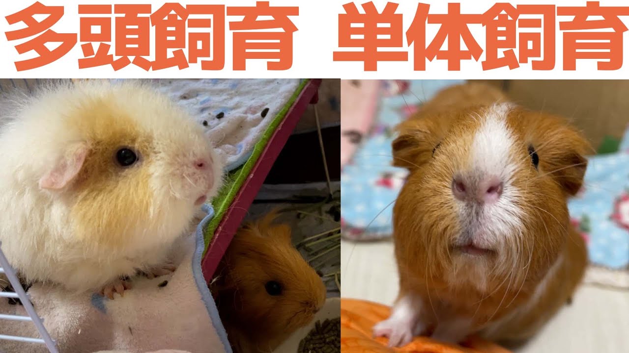 単体飼育は違法？モル歴10年以上がモルモットの単体飼育は良いのか悪いのかぶっちゃける｜Guineapig｜
