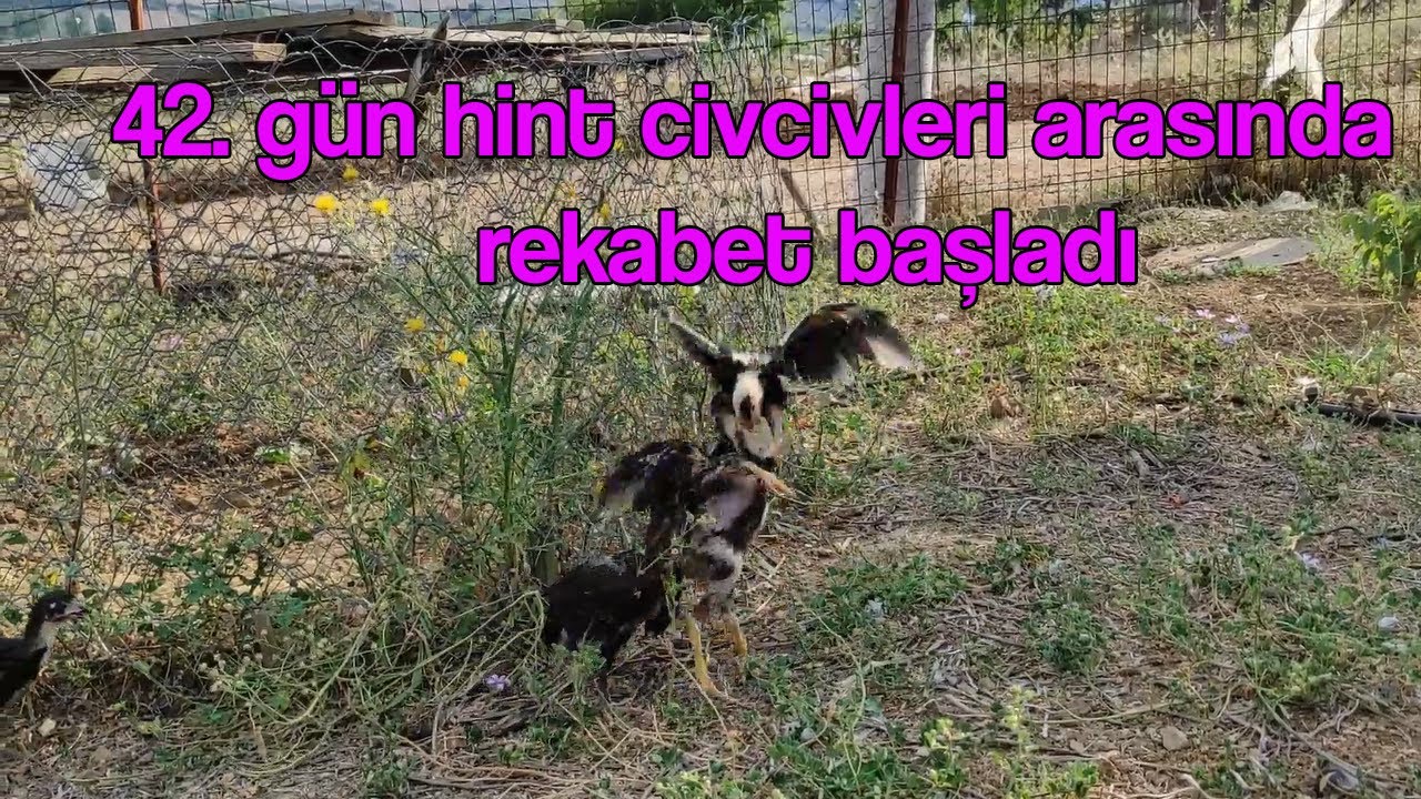 42. Gün hint civcivleri arasında rekabet başladı