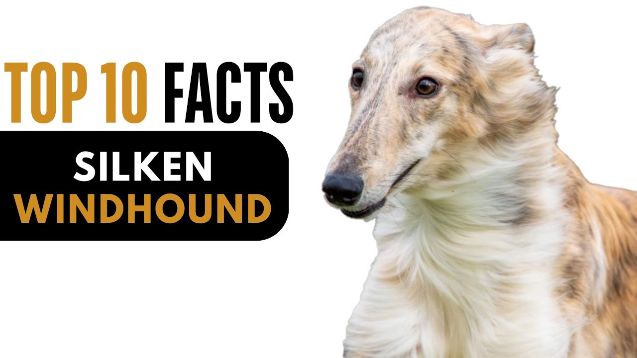 Top 10 Facts About Silken Windhound  - Complete Information About Silken Windhound  Dog