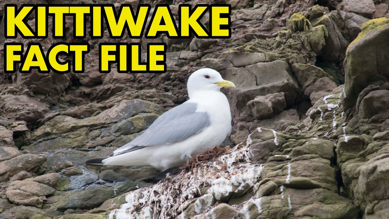 Kittiwake: Fact File (British Wildlife Facts)