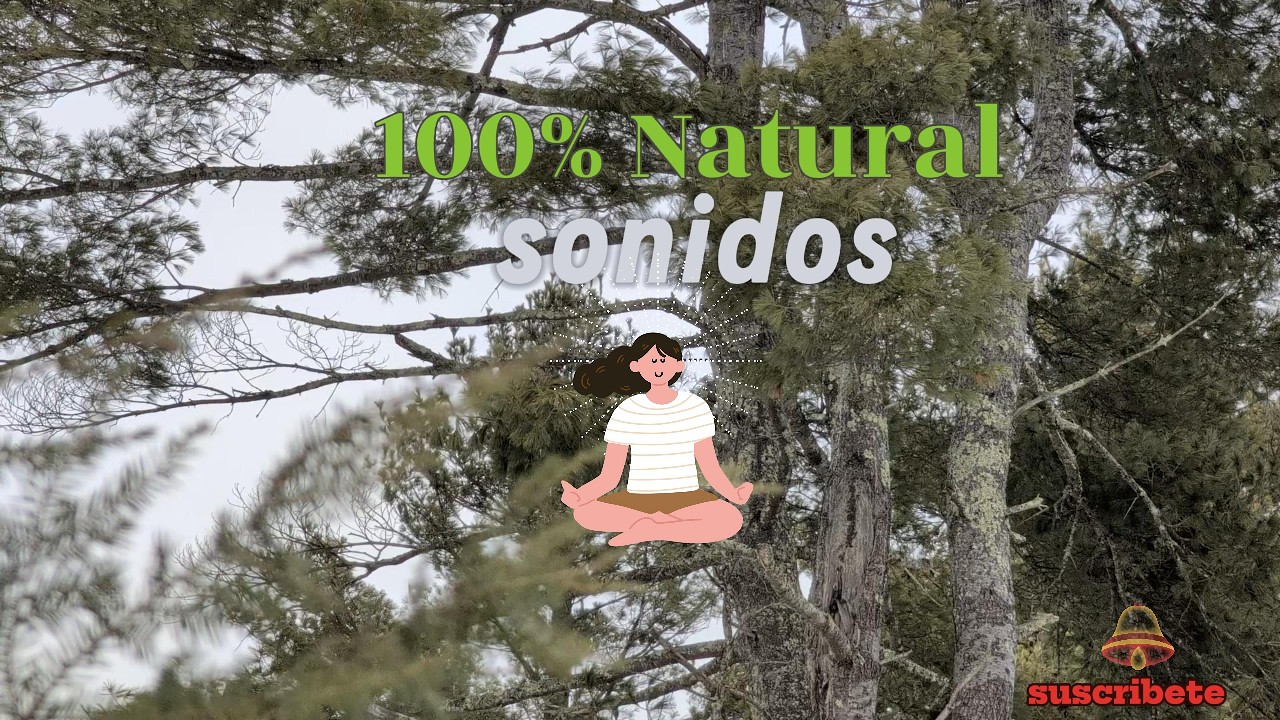 15 minutos de enfoque total, sonidos de bosque invernal para resetear tu mente