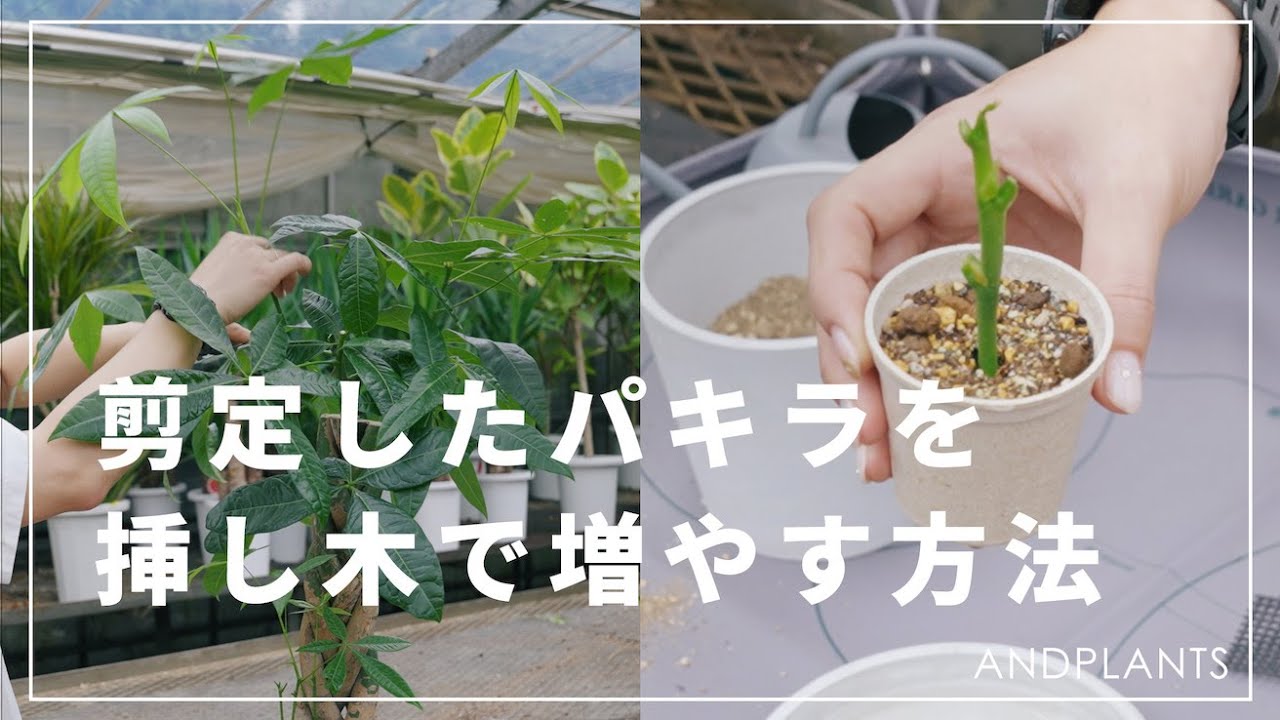 【やらないと損】剪定したパキラを挿し木で増やす方法｜必要な道具、使う土の種類、水やり、管理方法も解説◎ #観葉植物 #観葉植物のある暮らし
