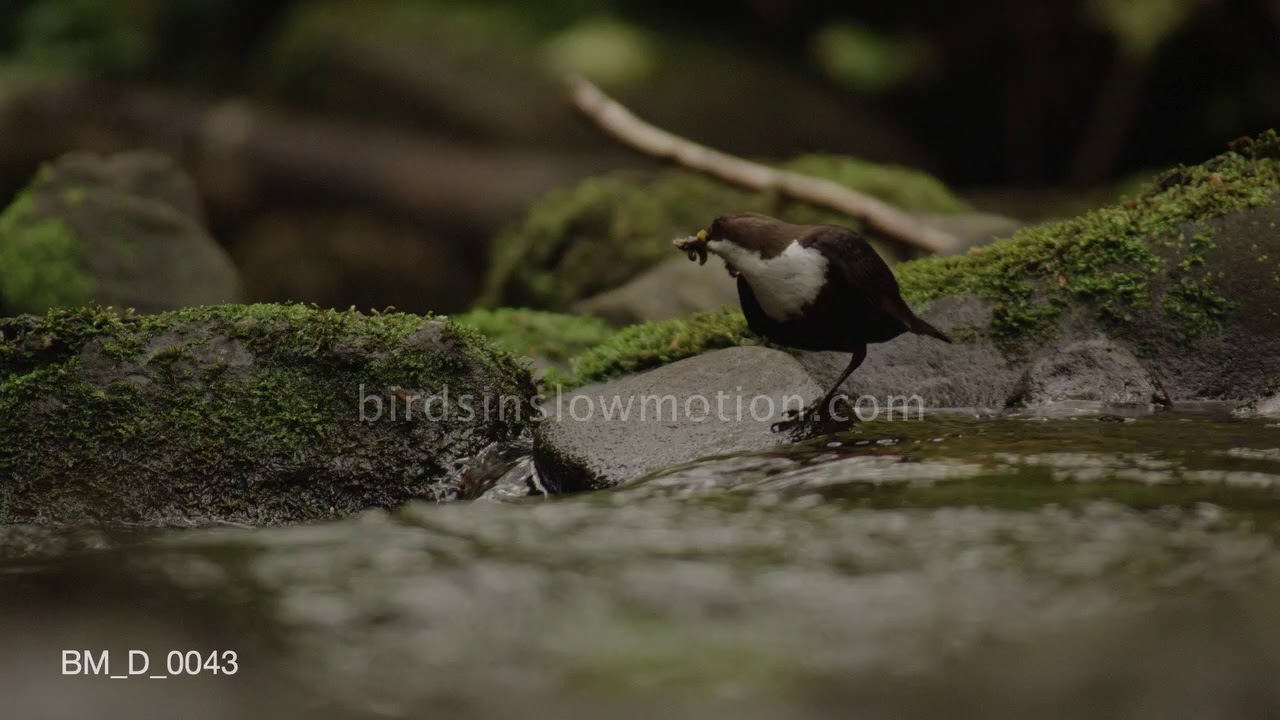Dipper carrying food scratches itself - birdsinslowmotion.com
