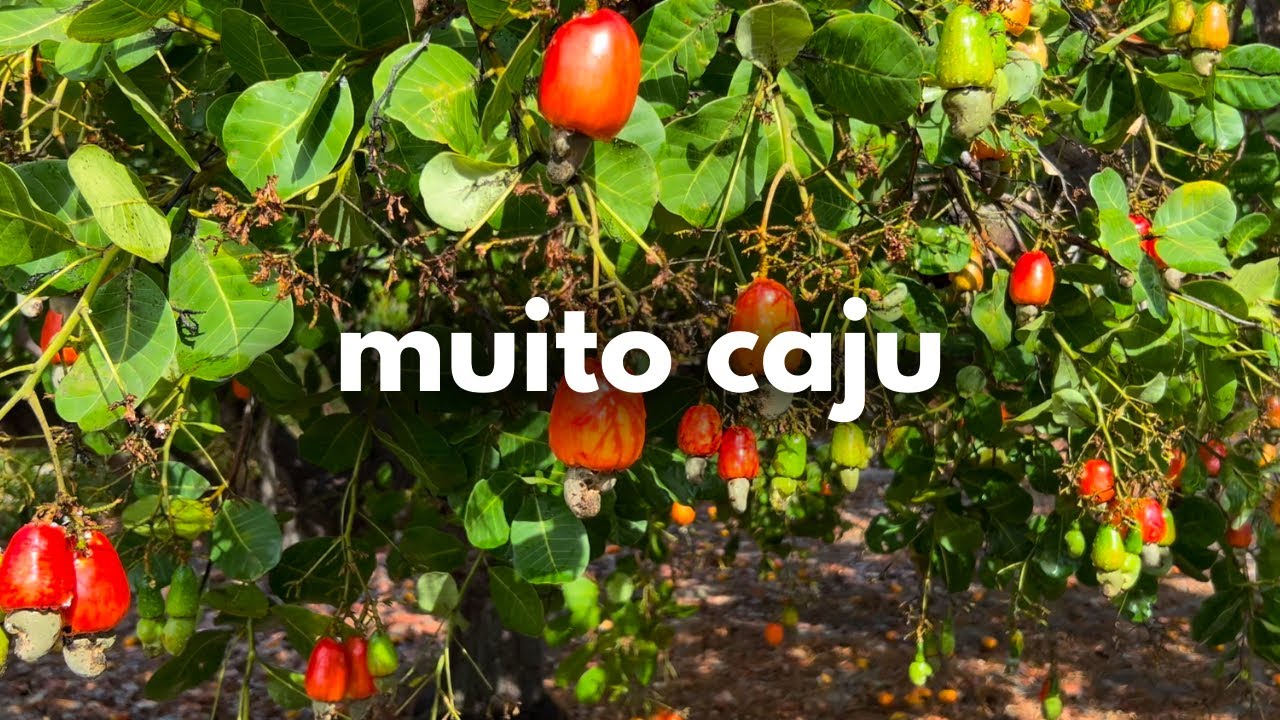 NOSSA PLANTAÇÃO DE CAJUEIRO | Grande colheita, o que fazemos com tanto caju, respondendo perguntas 🌳