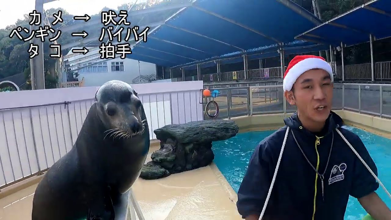 【アシカ】物体識別トレーニング？？