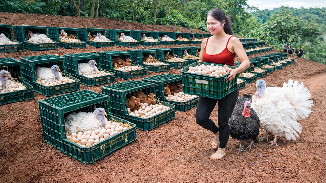 Dong Tao Chickens Lay Super Eggs | Building Nests for Giant Egg Harvest
