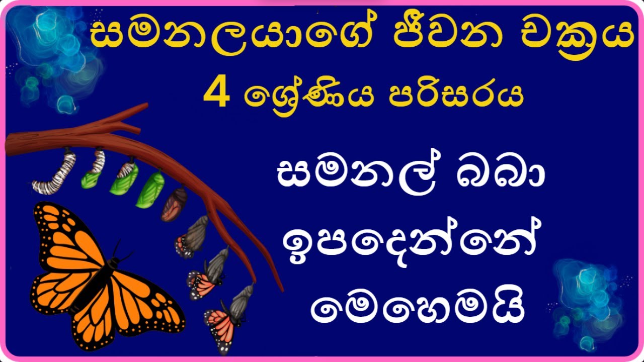 සමනලයාගේ ජීවන චක්‍රය 4 ශ්‍රේණිය පරිසරය KEENKIDAMIGO butterfly life circle Grade4EnviornmentScience