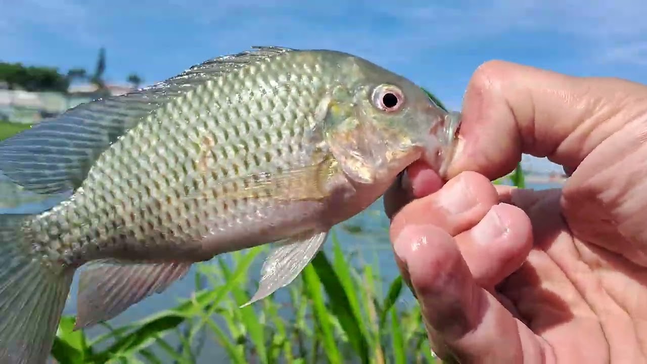 Tilapia no milho #pescaria viral @pesca 2026