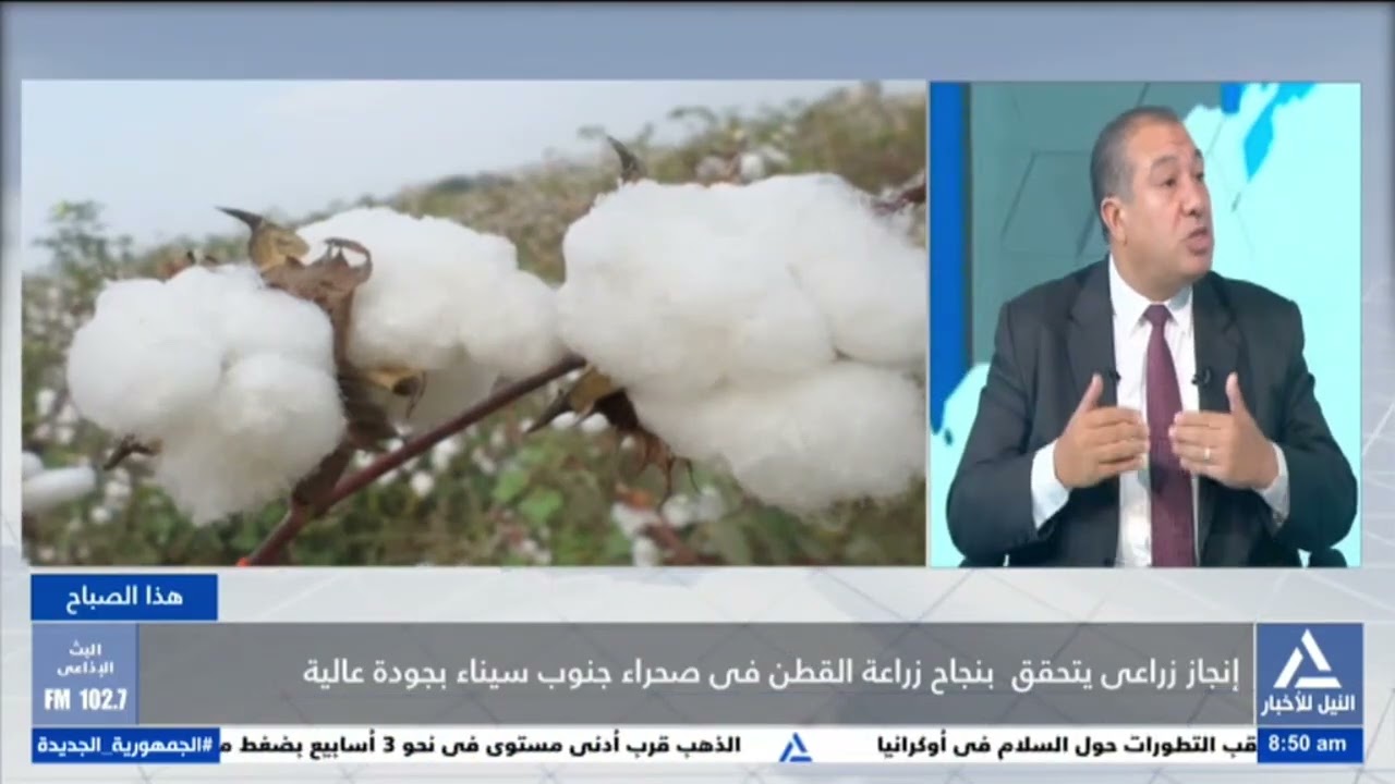 هذا الصباح 2025/8/21-إنجاز زراعى يتحقق بنجاح زراعة القطن فى صحراء جنوب سيناء بجودة عالية