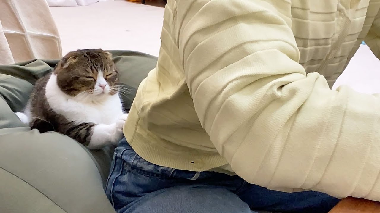 眠気と戦いながらも仕事中のママに撫でてもらいたいかまちょな猫がこちら…w