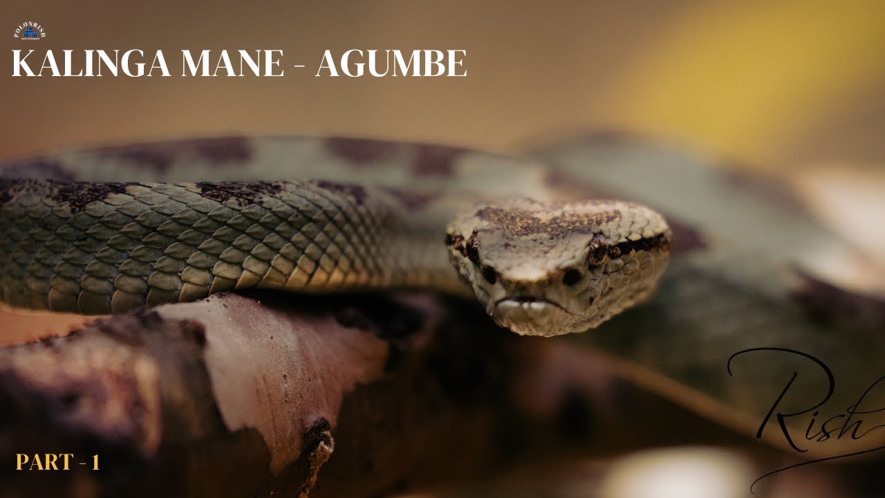 Wildlife Encounters [Agumbe][Rainforest]:Kalinga Mane- [Cobra][Python]#westernghats#cobra #karnataka
