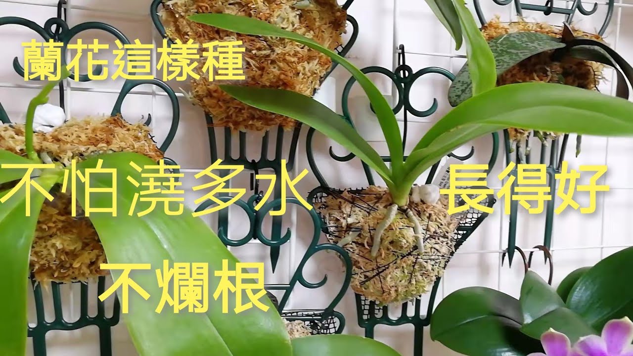 蝴蝶蘭這樣種，不怕澆多水，不爛根生長好13/3/2022