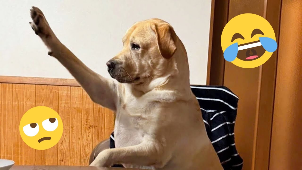 Смешная подборка видео с собаками – Лучшие видео с собаками 2025 года 🐕🤣 #13