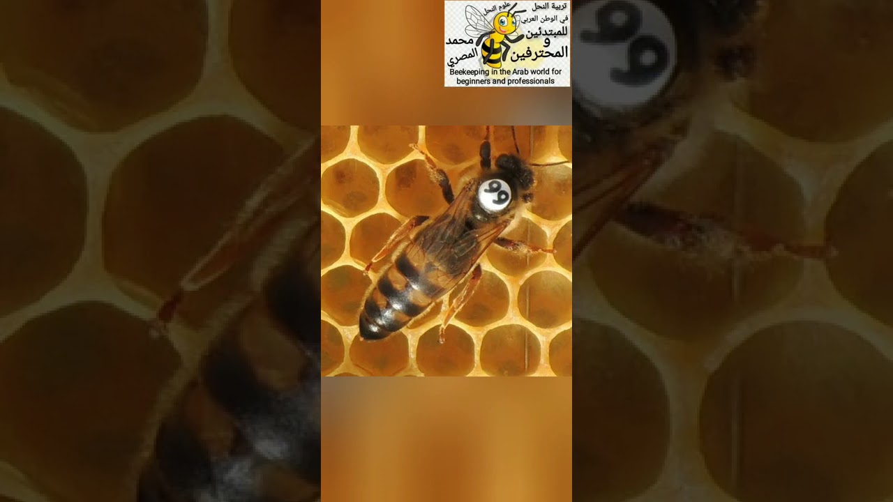 مهندس أبو أنس النجار والحديث عن تربية وانتقاء ملكات نحل العسل ج1