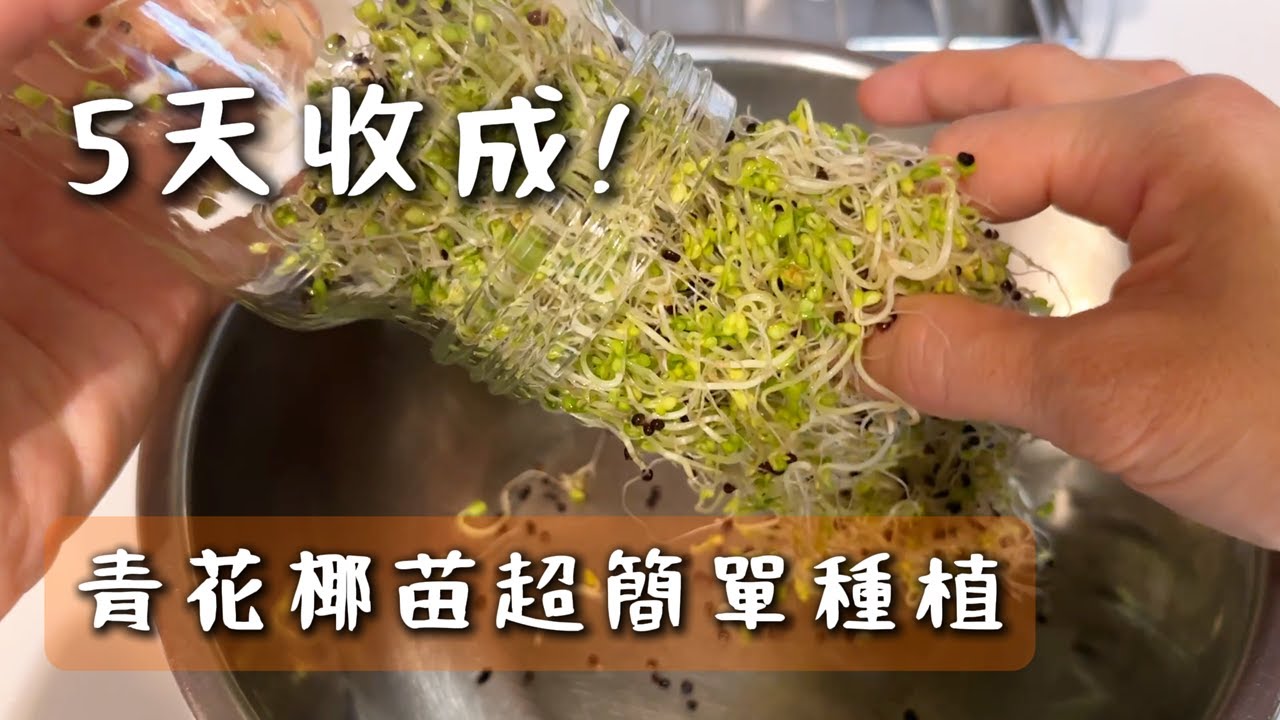5天收成！青花椰苗這樣種超簡單🌱每天澆水就好｜新手也能成功！
