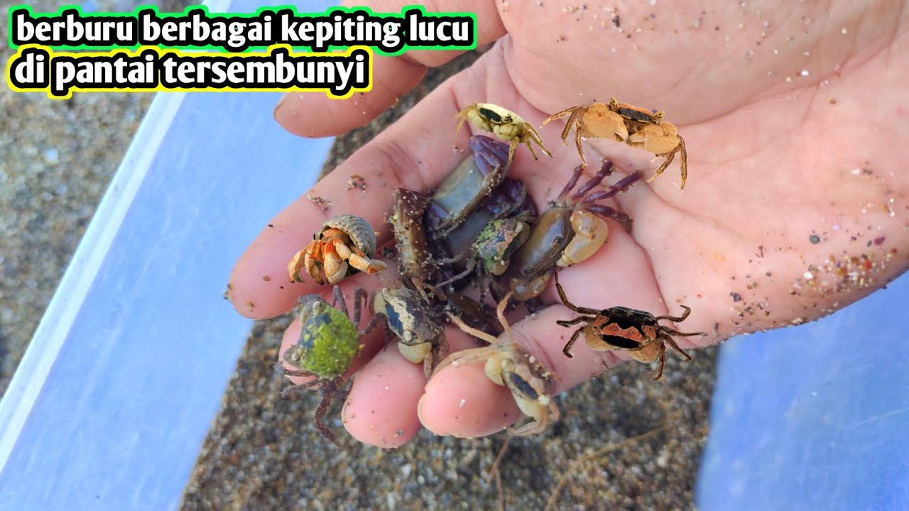 BERBURU KEPITING PANTAI UNIK DIPANTAI TERSEMBUNYI