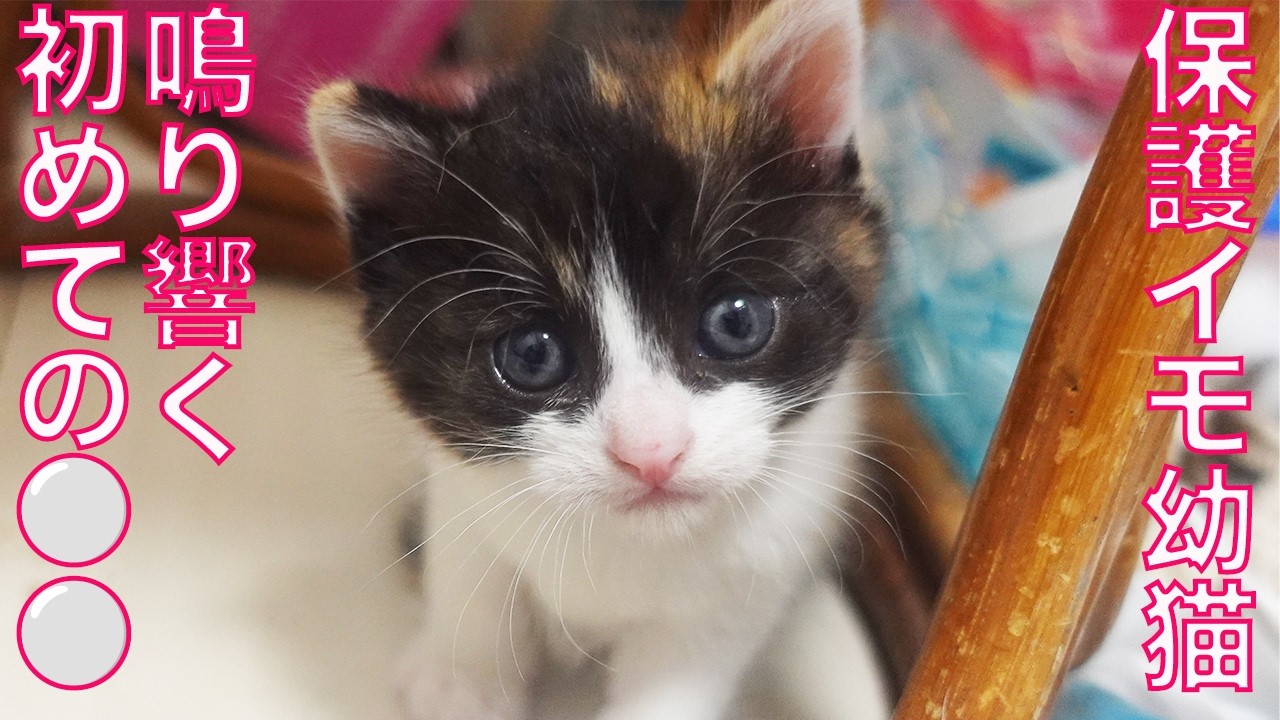 保護イモ幼猫、鳴り響く初ファンファーレ　A first fanfare for the rescued kitties