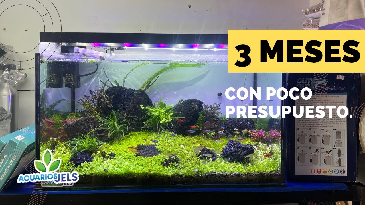 3 meses de montado nuestro acuario les contamos todo rutinas de abonado iluminación y peces