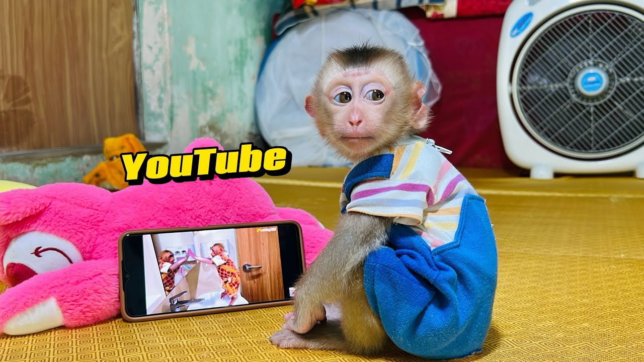 Tina the monkey watches YOUTUBE and learns many things that surprise her mother