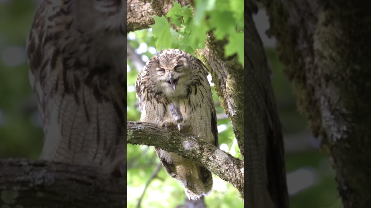 Owl puking up a pellets 🦉😳 #wildlife #shorts #photography #owl #birds