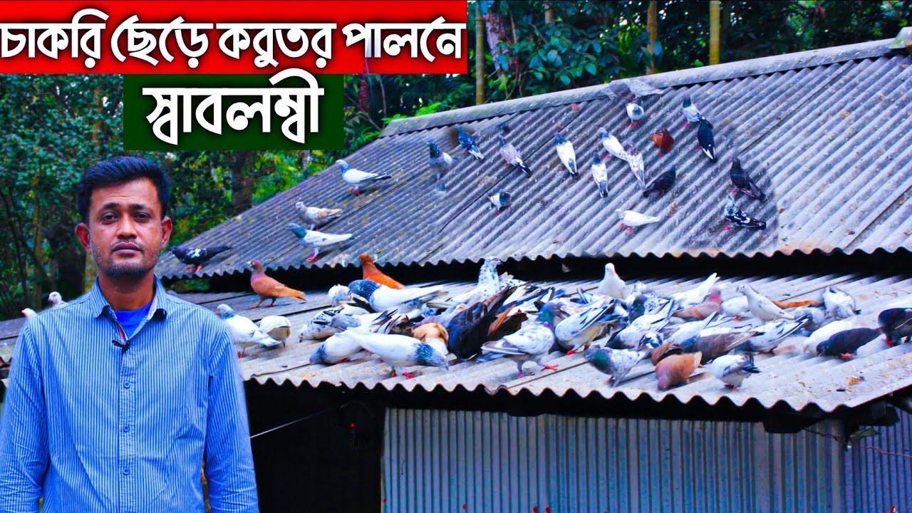 #35 করোনায় চাকরি হারিয়ে দেশি কবুতর পালন করে সংসার চালাচ্ছেন যেভাবে। দেশি কবুতরের খামার