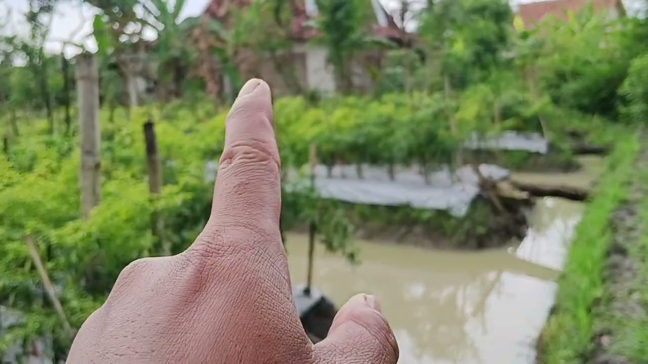 SETELAH PETIK KE 10 cabe CMB damara bintang asia