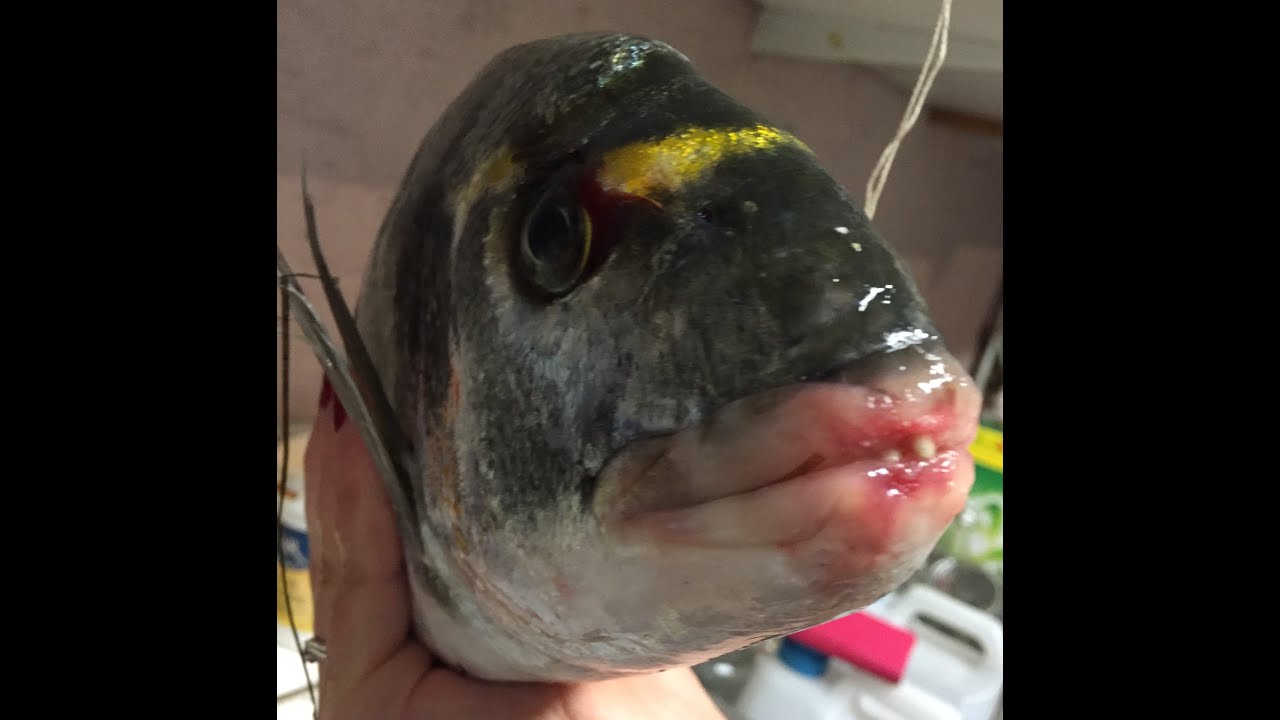 Braconnage P&ecirc;che a la Daurade Leucate Pont de la Courrege