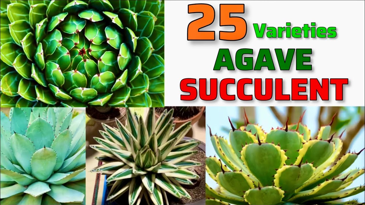 🔴25 AGAVE Succulent Varieties｜Best AGAVE Plant Varieties with Identification From A to Z